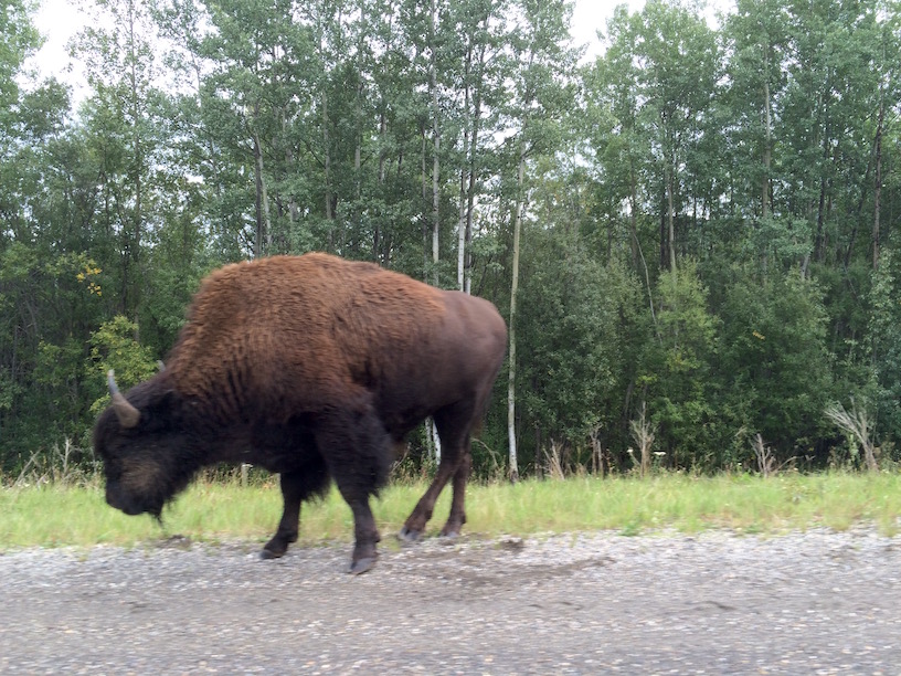 Water bison grazing on the side of the road