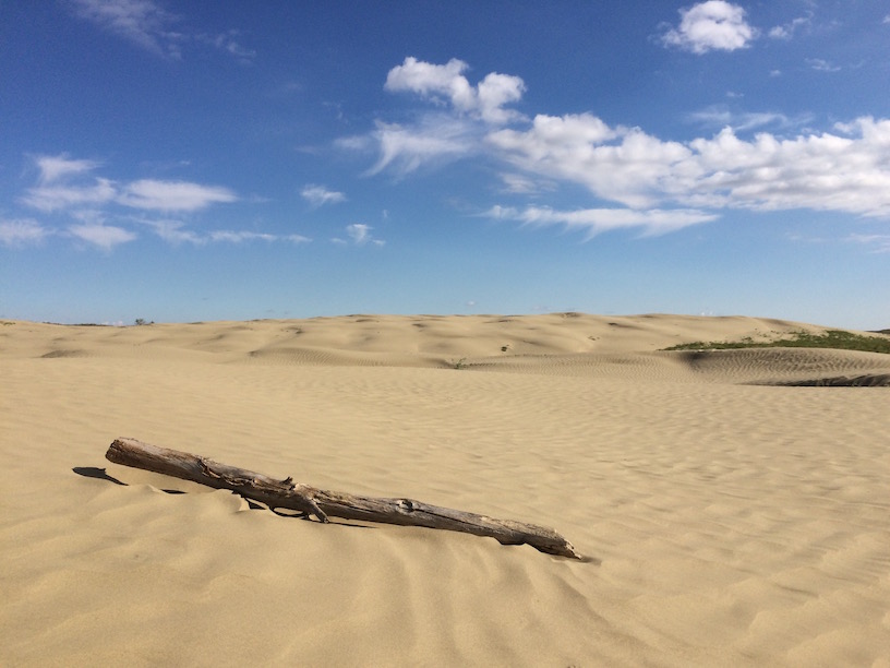 Sand Dune with Driftwood