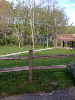 Trees at the camp